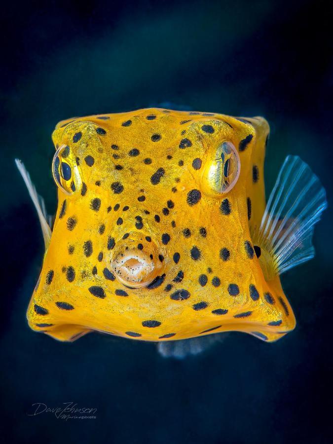 K2 Lembeh Dive Resort Bitung Buitenkant foto