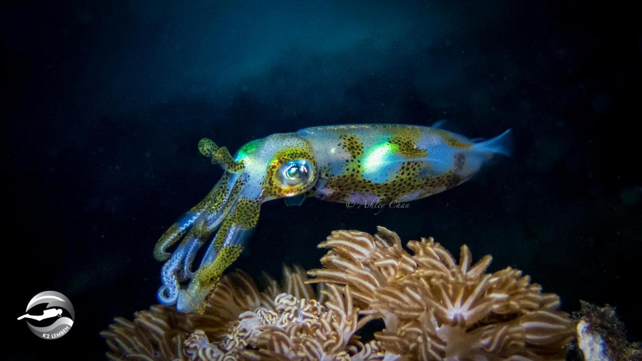 K2 Lembeh Dive Resort Bitung Buitenkant foto